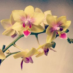 Close-up of orchid blooming