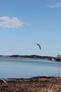 Gray heron flying over sea against sky