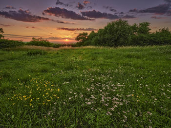 Scenic view of field against sky during sunset