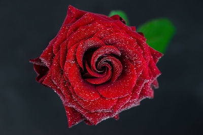 Close-up of red rose against black background