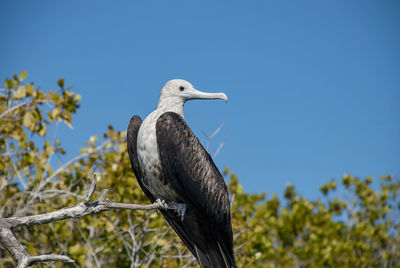 There is a large colony of magnificent frigatebirds found at adolfo lopez mateos in baja california