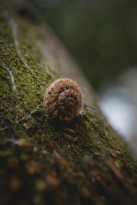 Close-up of a snail