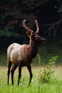 Deer standing on field