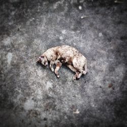 High angle view of dead animal sleeping