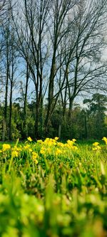 Scenic view of flowering plants on field