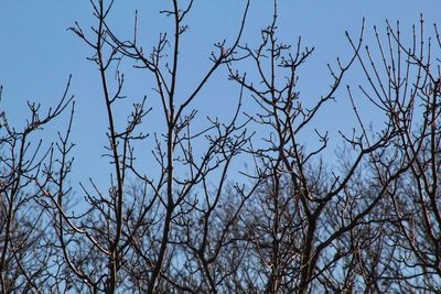Low angle view of bare trees against clear blue sky