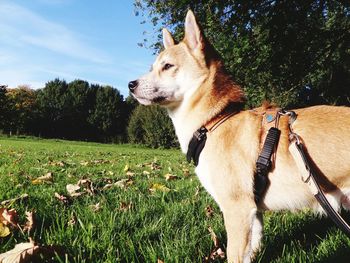 Dog standing on grassy field