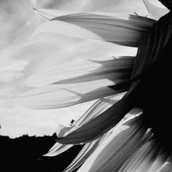 Close-up of flowers against sky