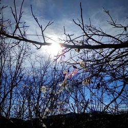 Low angle view of silhouette trees against sky