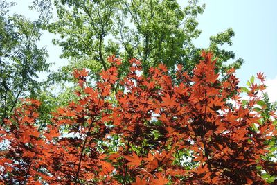 Low angle view of flowering tree against sky