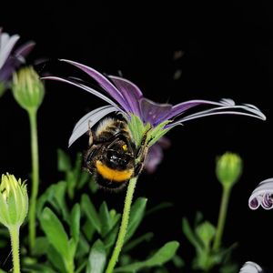 Close-up of bee pollinating on flower