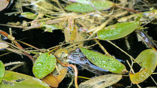 Close-up of frog on leaves in lake