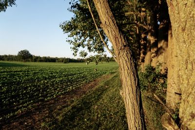 Scenic view of rural landscape