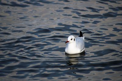 High angle view of seagull swimming in lake