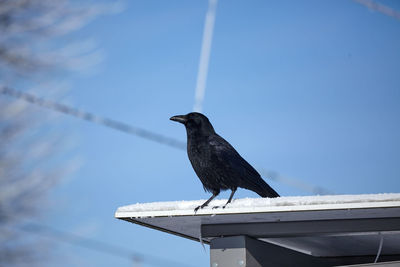 Crow on roof against sky