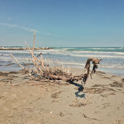 Driftwood on beach against sky