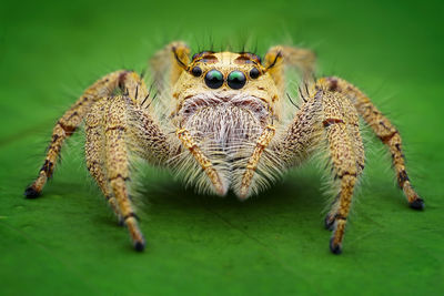 Close-up of spider