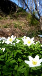 Close-up of white flowers