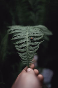 Close-up of hand holding leaf