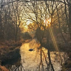 Bare trees by lake in forest during sunset