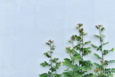 Close-up of ivy growing on wall