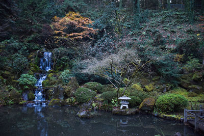 Scenic view of forest