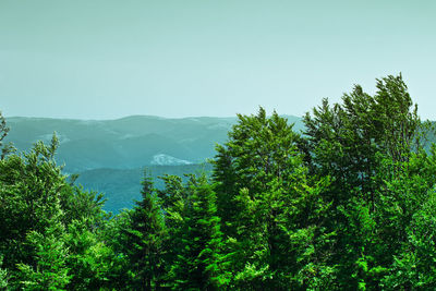 Trees growing on field against sky