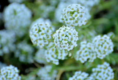 Close-up of white flowering plant