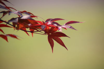 Close-up of maple leaves against blurred background