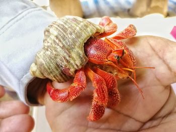 Close-up of hand holding a animal