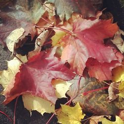 Close-up of maple leaves