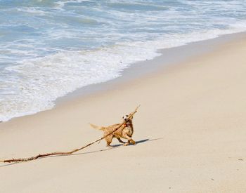 View of a dog on beach