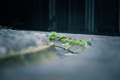 Close-up of plant leaves