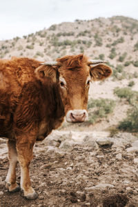 Cow standing in a field