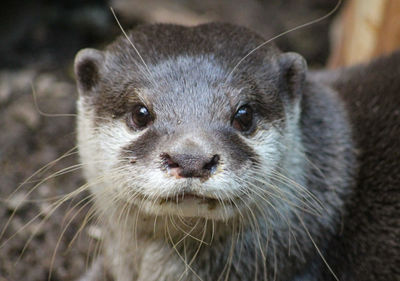 Close-up portrait of an otter