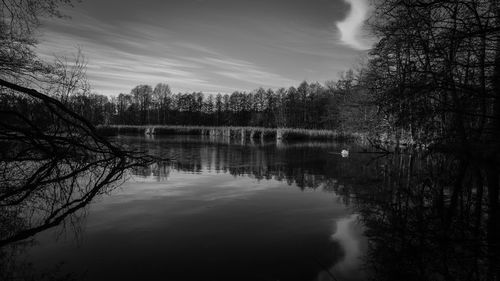 Scenic view of swan swimming on lake in forest against sky