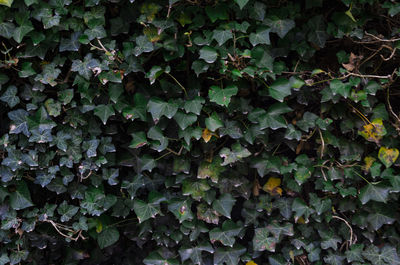 Full frame shot of ivy growing on field
