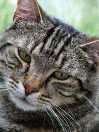 Close-up of cat