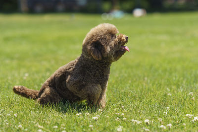 Close-up of cat on grassy field