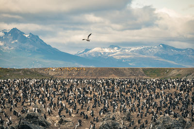 Flock of birds flying over mountains against sky