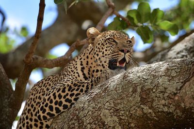 Low angle view of cat on tree trunk