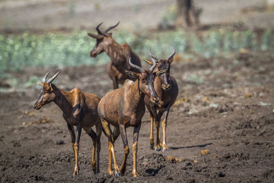 Deer at national park