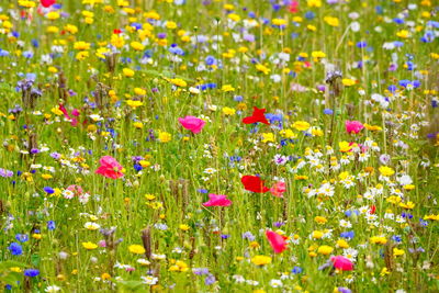 Fresh purple flowers in field