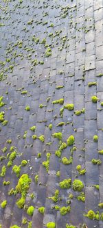 High angle view of leaves on footpath by street