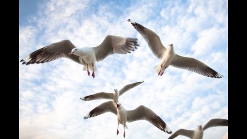 Low angle view of seagull flying against sky