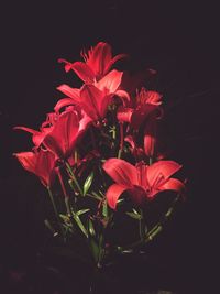 Close-up of red flowers against black background