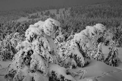 Scenic view of snow covered field