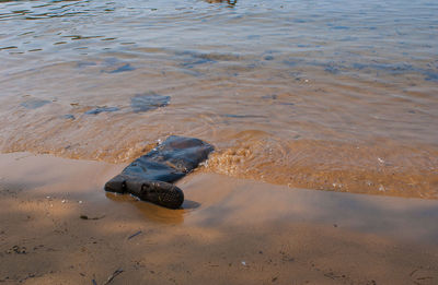 High angle view of crab on beach