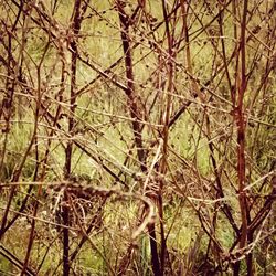 Bare trees in forest