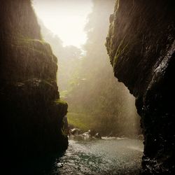 Scenic view of river in forest